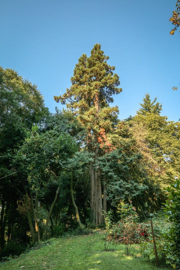 Les sequoias du Parc centenaire proche du gite